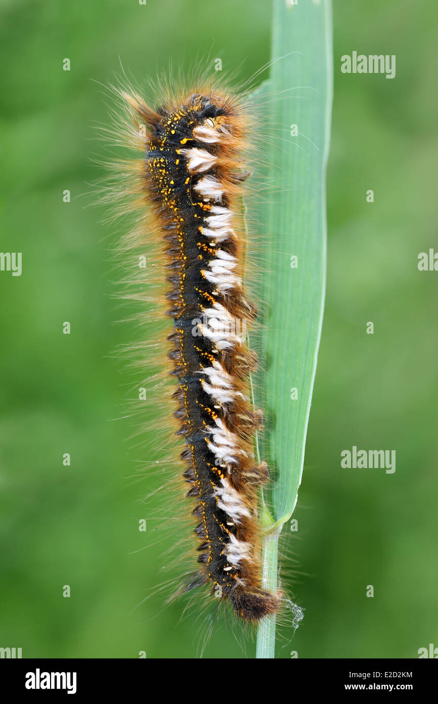 Drinker Moth Caterpillar Philudoria (Euthrix) potatoria Stock Photo