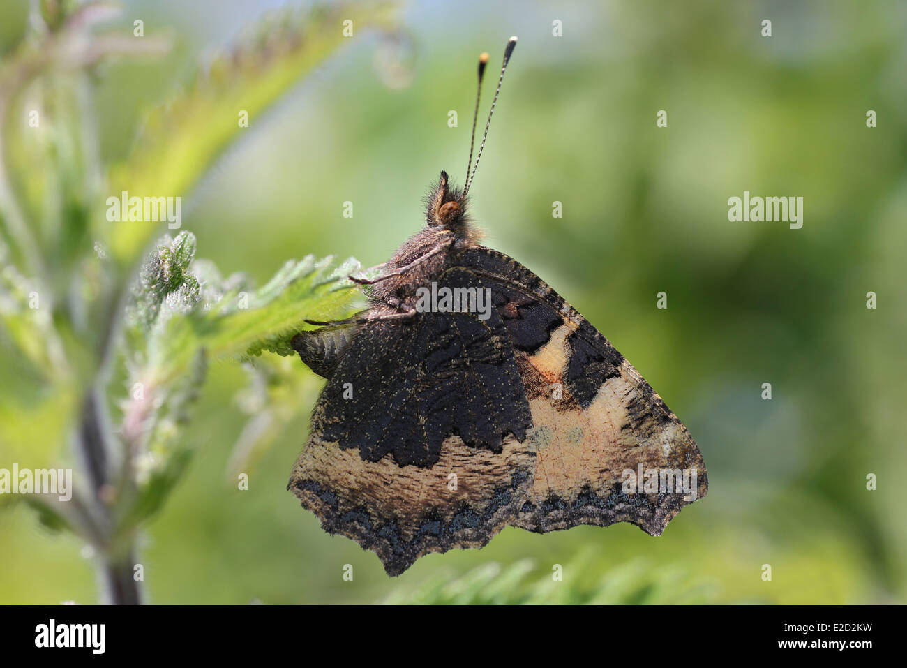 Female Small Tortoiseshell Aglais urticae Laying Eggs On Stinging Nettle Stock Photo