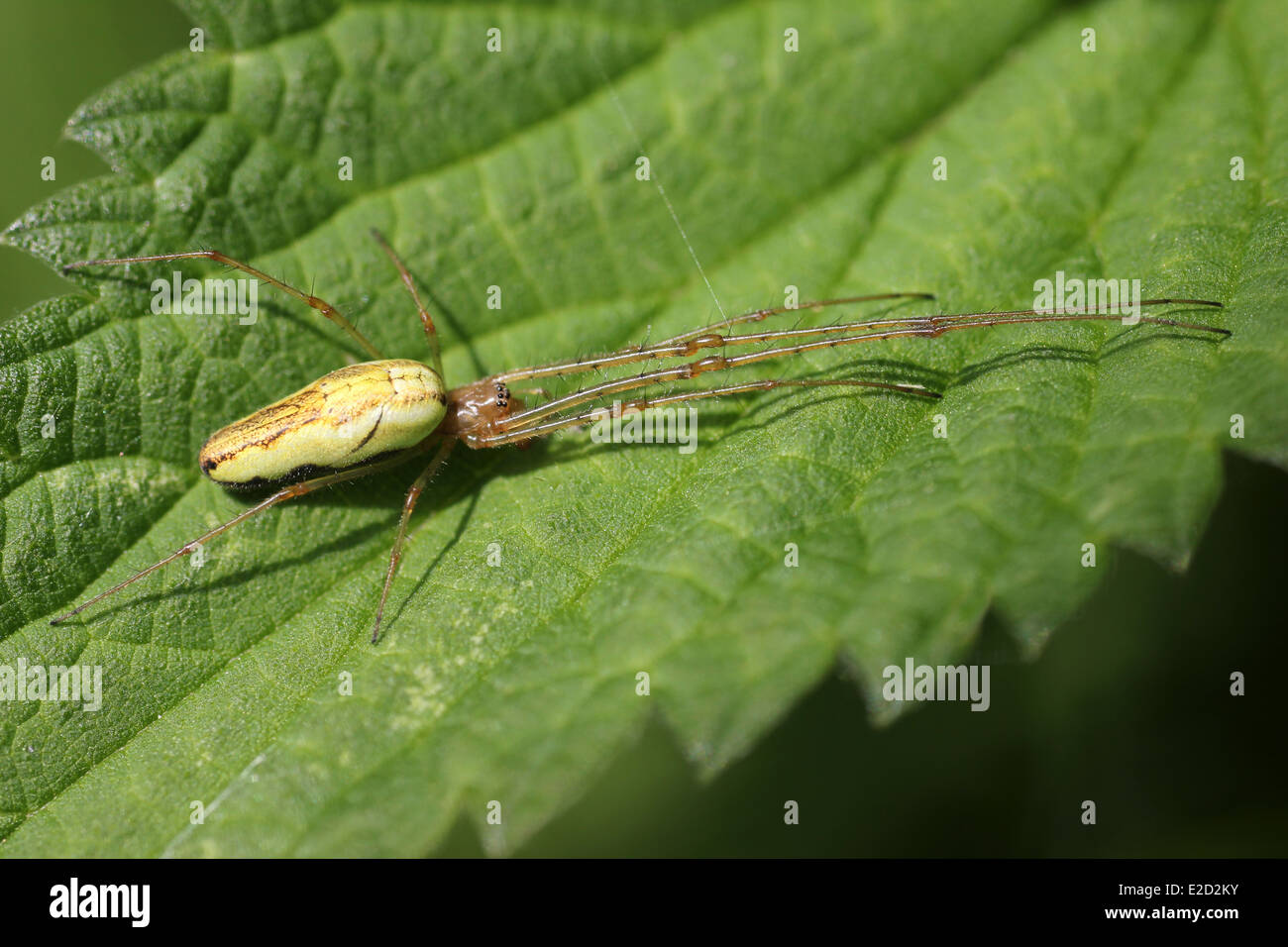 Common Stretch Spider Tetragnatha extensa Stock Photo
