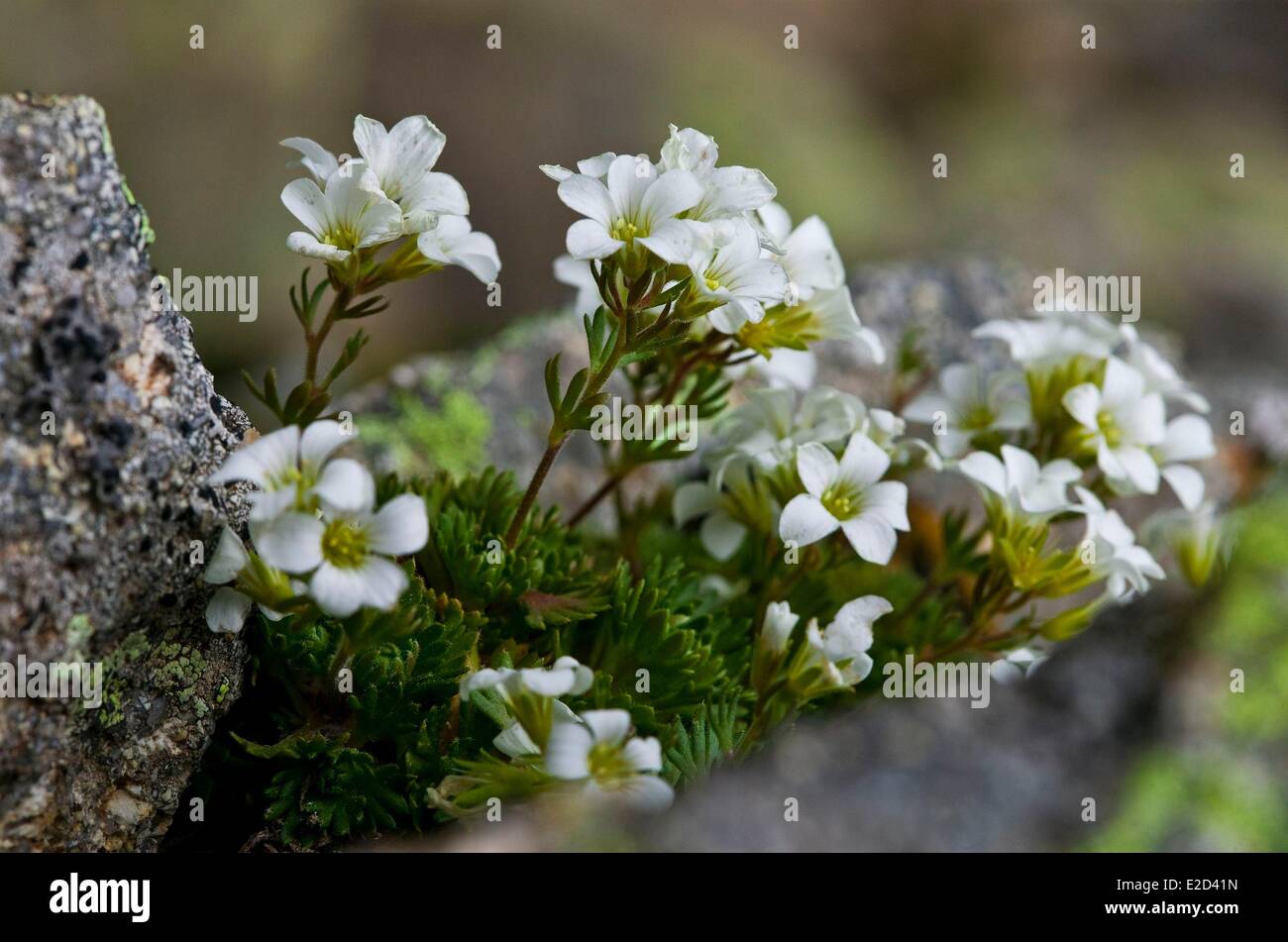 France Corse du Sud Aiguilles de Bavella staghorn saxifrage (Saxifraga pedemontana subsp. Cervicornis) a species endemic corse Stock Photo