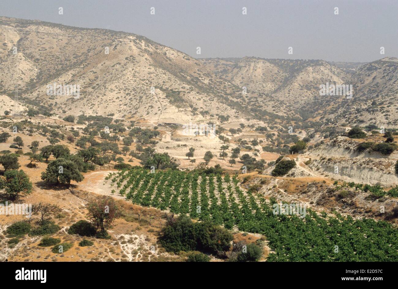 Cyprus Pissouri vineyard Stock Photo