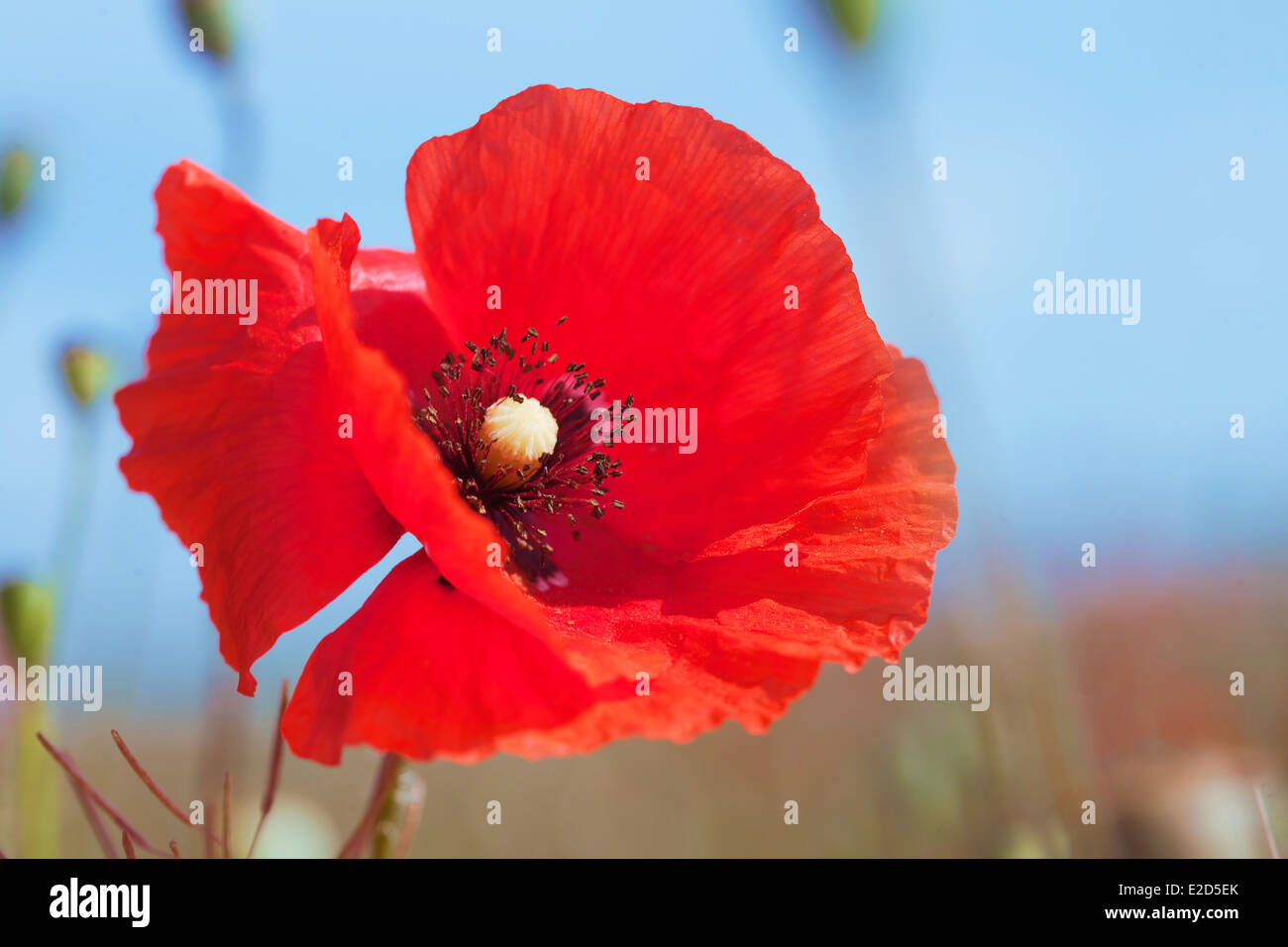 Blossom poppy flower hi-res stock photography and images - Alamy