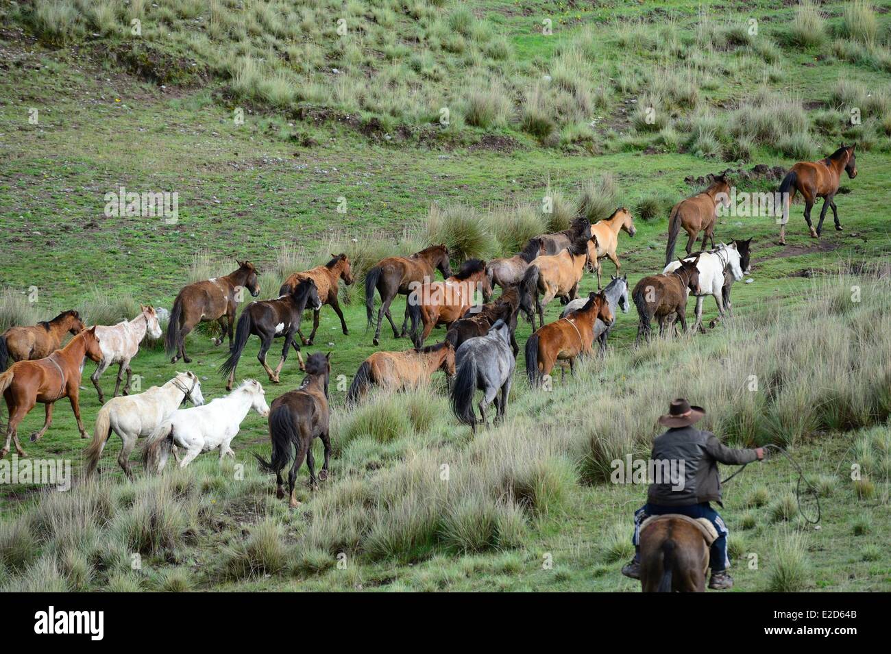Peru Cuzco province Apurimac valley group of horses and rider going to the Feria Levitaca Stock Photo