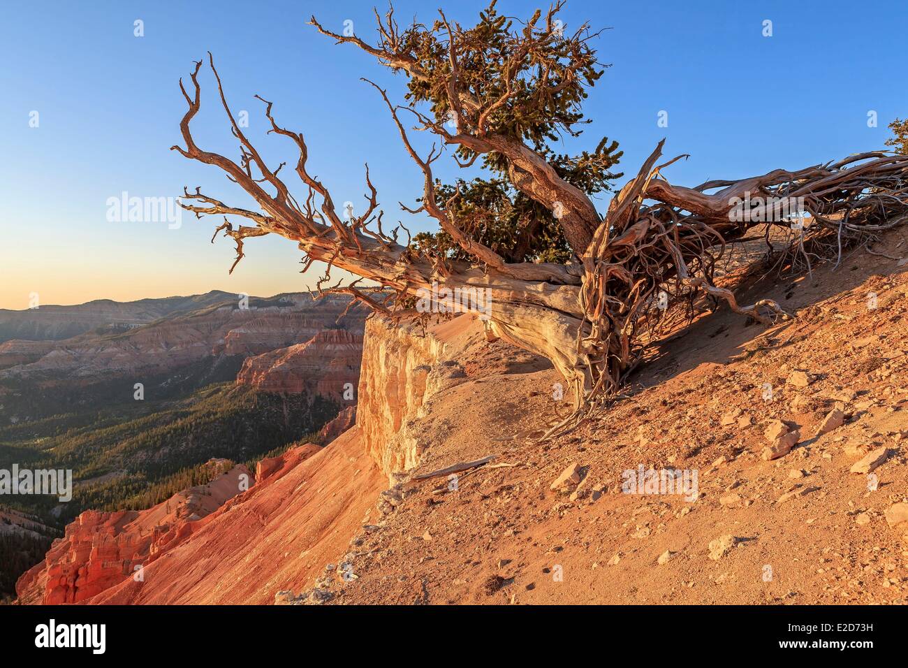 United States Utah Colorado Plateau Cedar Breaks National Monument Bristlecone pine (Pinus longaeva) among the oldest living Stock Photo