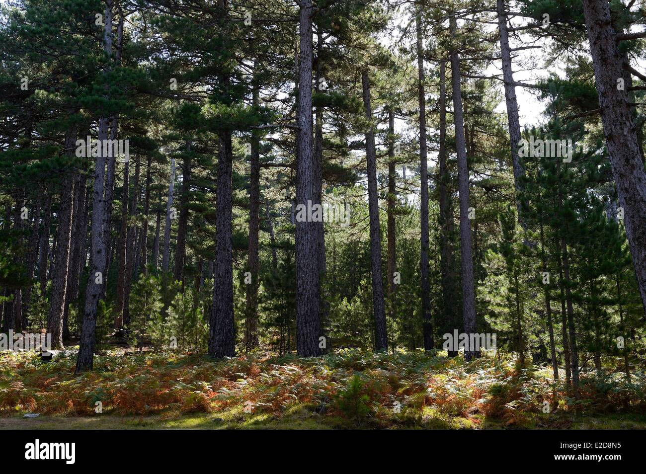 France Corse du Sud Alta Rocca Bavella corsican pine forest (Pinus laricio) Stock Photo