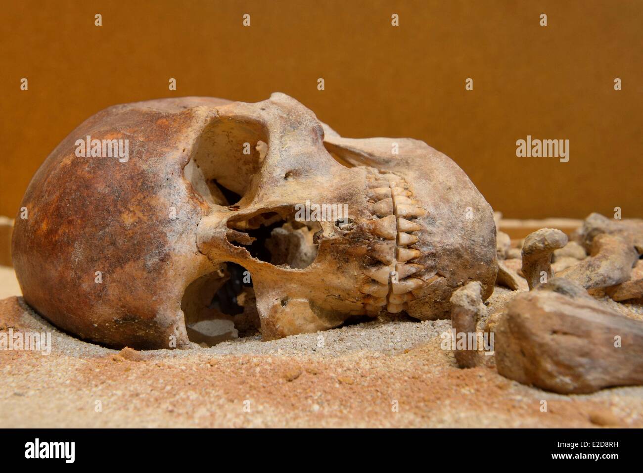 France, Corse du Sud, Alta Rocca, village of Levie, Alta Rocca Museum, the Lady of Bonifacio, the oldest human Mesolithic remains from Corsica (6570 BC) Stock Photo