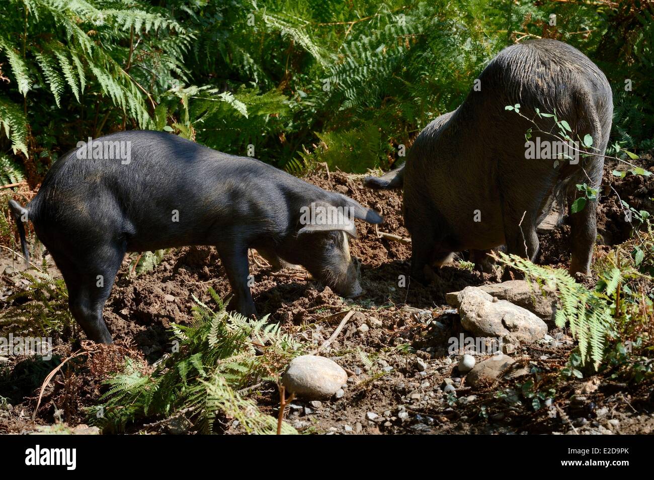 France, Haute Corse, Castagniccia, pigs in the wild Stock Photo