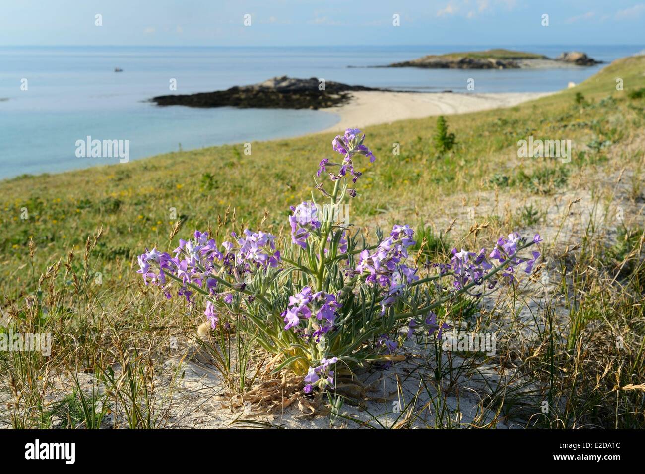France Finistere La Foret Fouesnant Glenan islands St Nicolas Island west coast Stock Photo