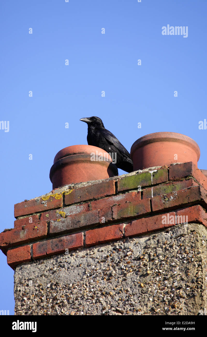 Carrion Crow on domestic chimney Stock Photo