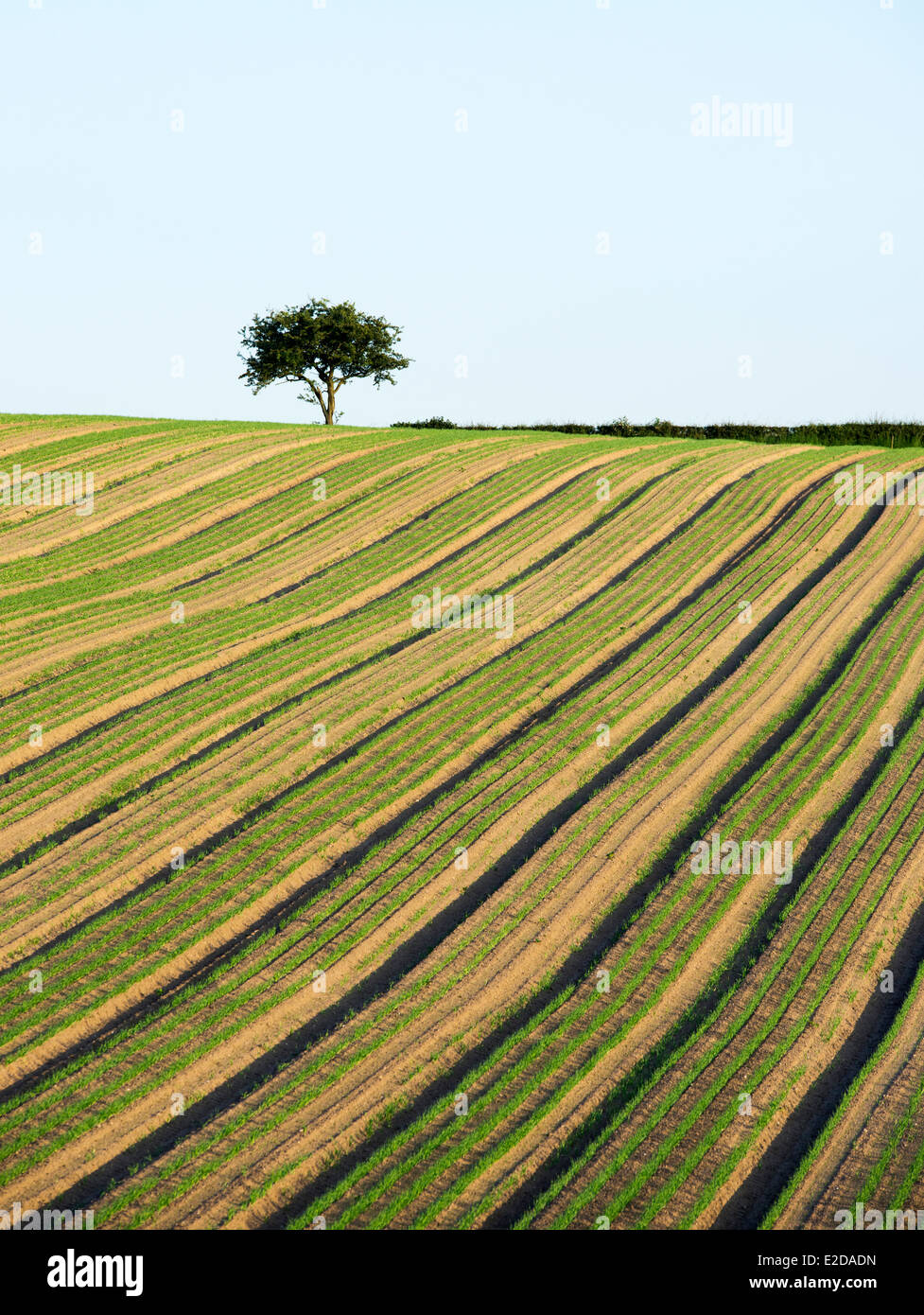 Lone tree in a ploughed field, Farnsfield Nottinghamshire England UK Stock Photo Alamy