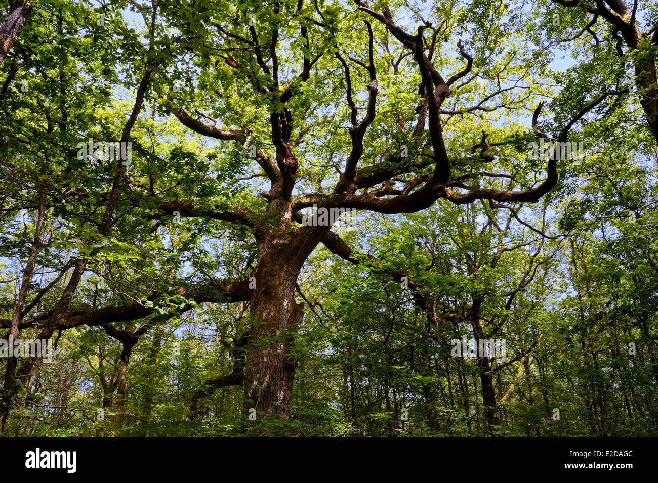 Chene High Resolution Stock Photography And Images Alamy