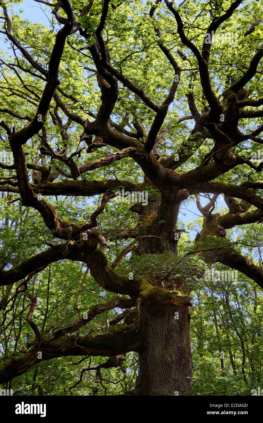 Chene High Resolution Stock Photography And Images Alamy