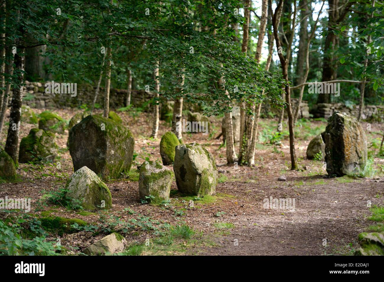 France, Morbihan, Carnac, row of megalithic standing stones at Petit Menec Stock Photo