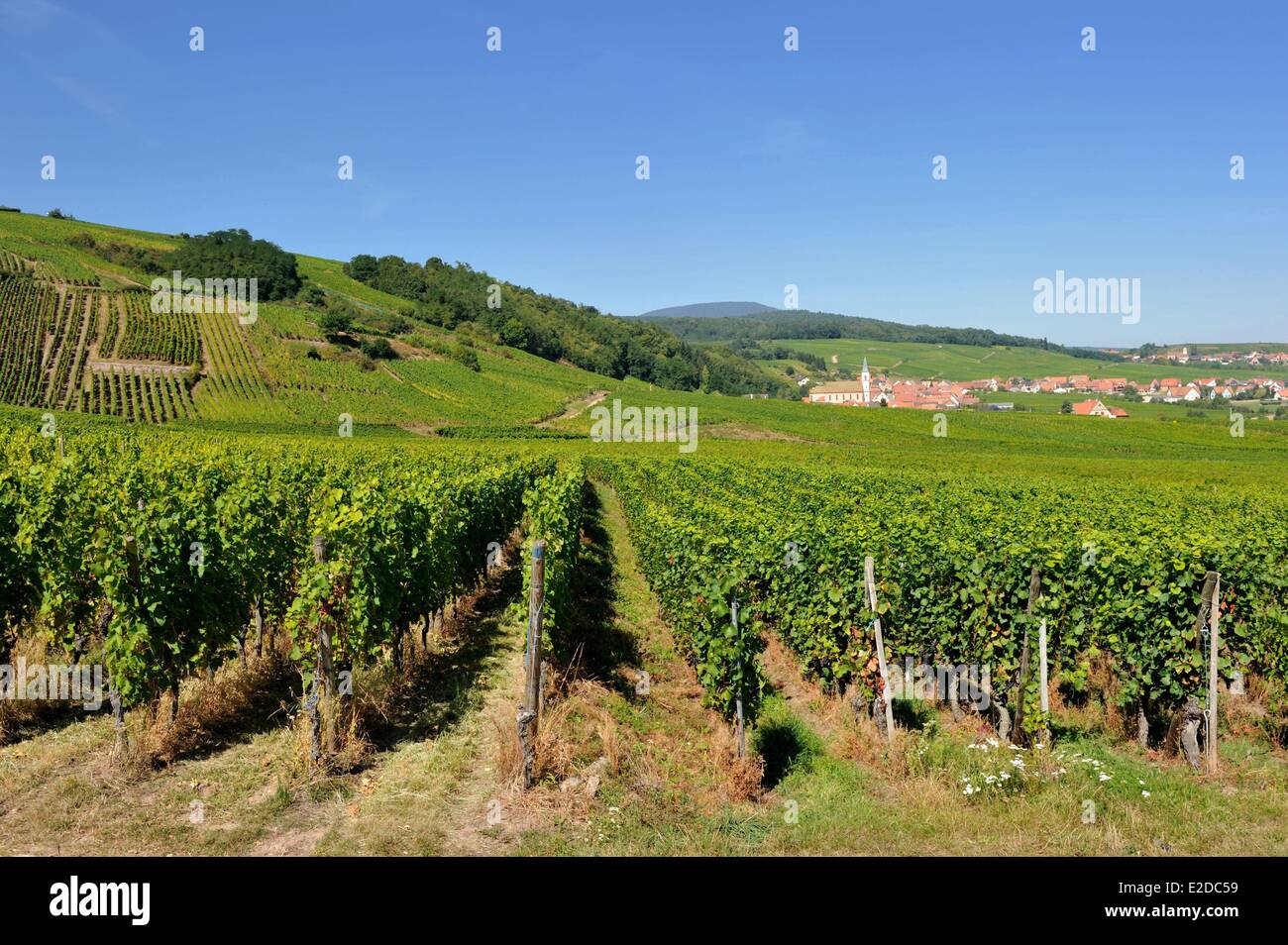 France Bas Rhin Alsace Wine Route Nothalten Stock Photo - Alamy