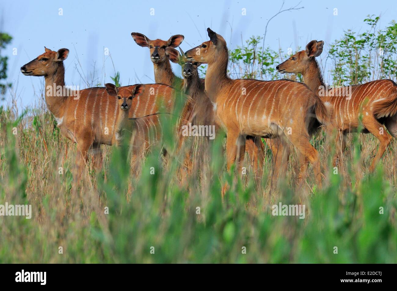 Swaziland Hhohho district Ezulwini valley (valley of Heaven) Mlilwane Wildlife Sanctuary nyala female Stock Photo