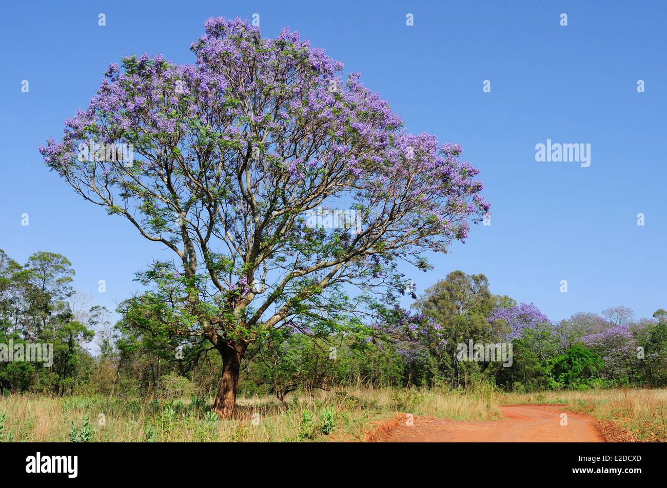 Swaziland Hhohho district Ezulwini valley (valley of Heaven) Mlilwane Wildlife Sanctuary jacaranda blossoms Stock Photo