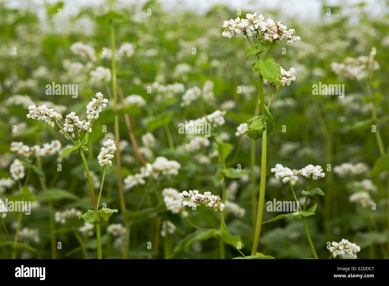 France Morbihan Polygonaceae Buckwheat (Fagopyrum esculentum) in flower Stock Photo