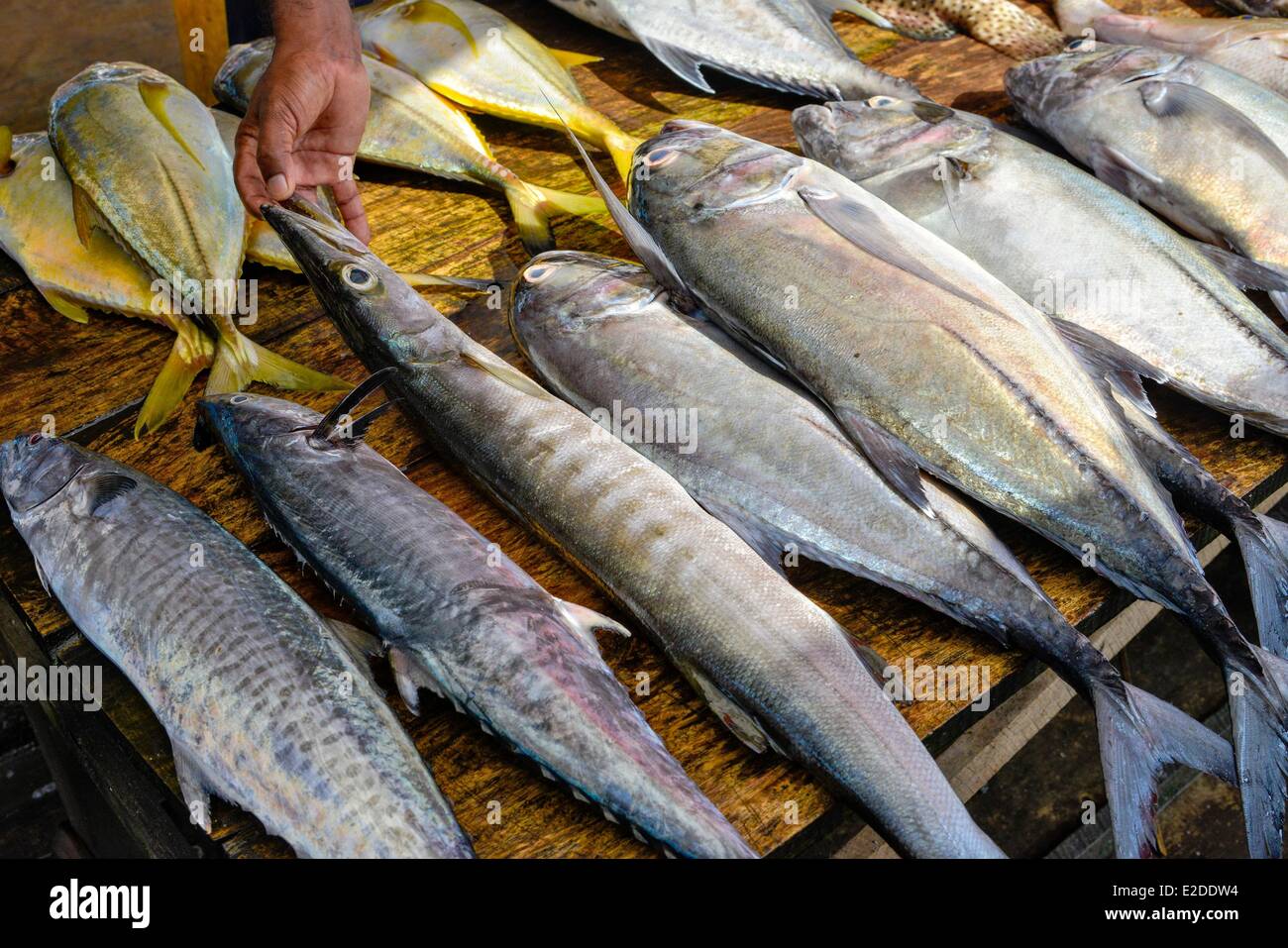 Sri Lanka Western Province Gampaha District Negombo fish market tunas and Baracudas aligned on a wooden stall Stock Photo