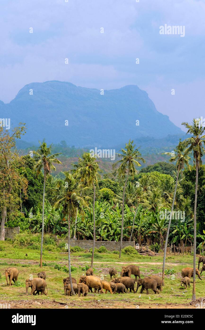 Sri Lanka Sabaragamuwa Province Kegalle District Pinnawala Herd of