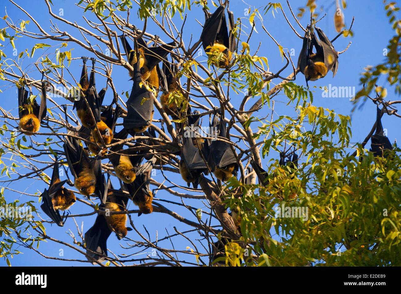 India Rajasthan state Kumbalgarh Bats Stock Photo