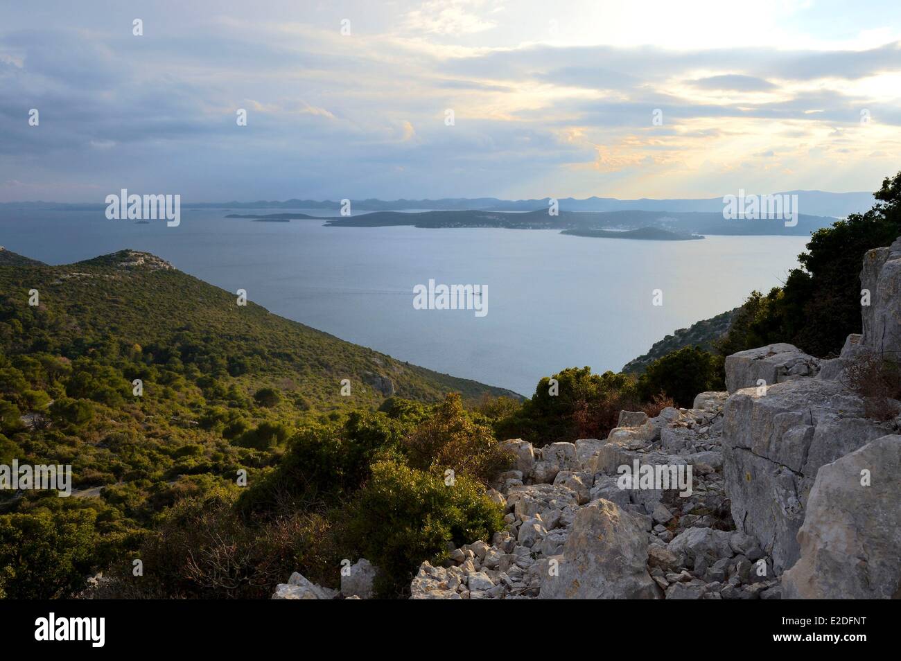 Dalmatian area best sale
