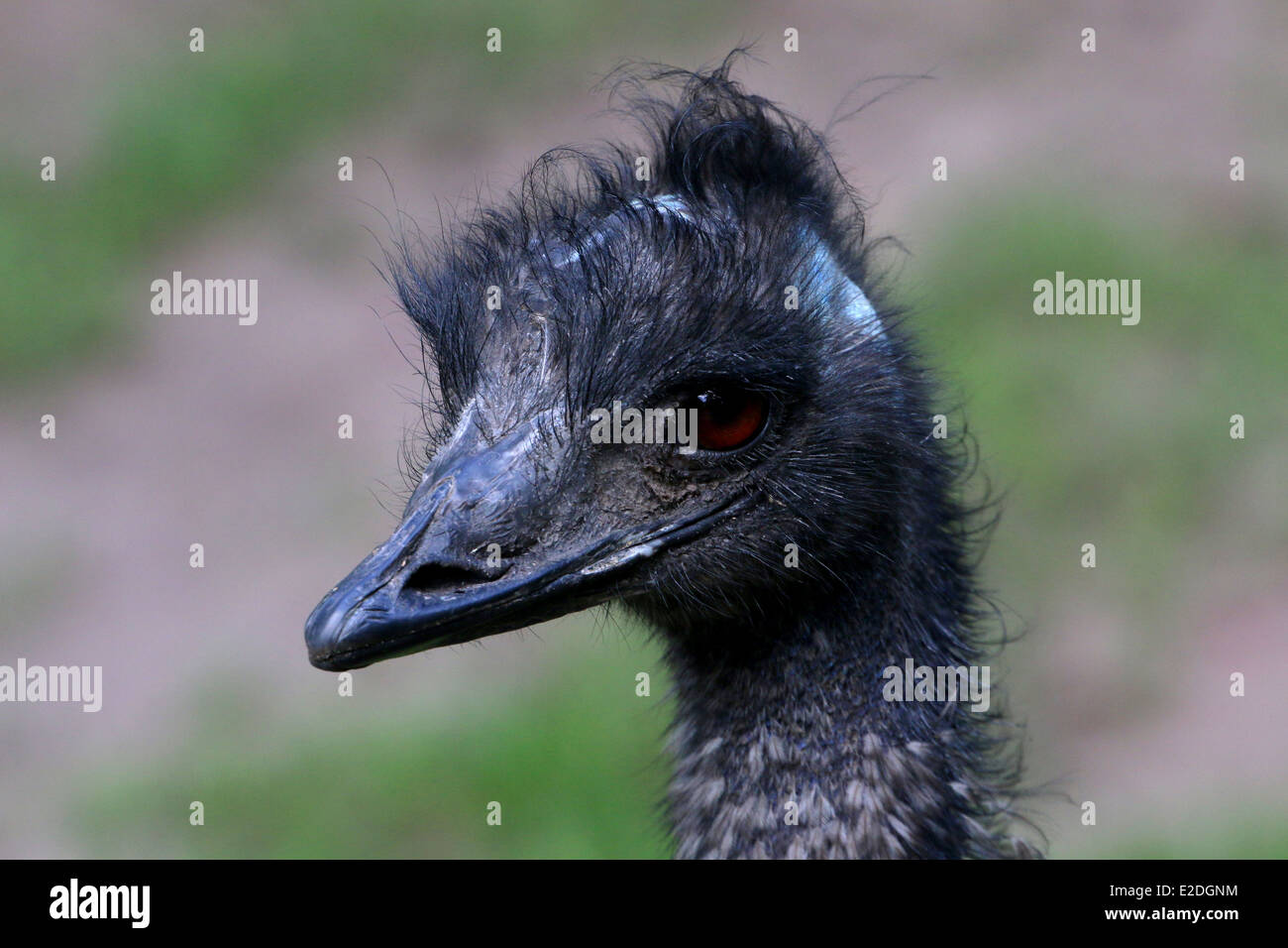 Detailed close-up of the head of a mature Australian Emu (Dromaius novaehollandiae) Stock Photo