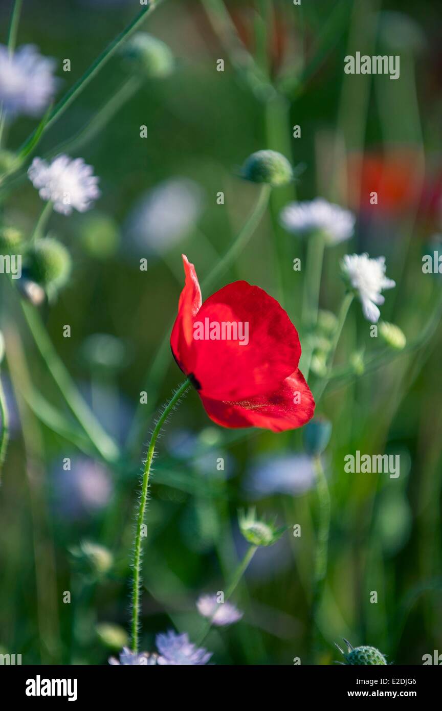 Poppy field provence south france hi-res stock photography and images ...