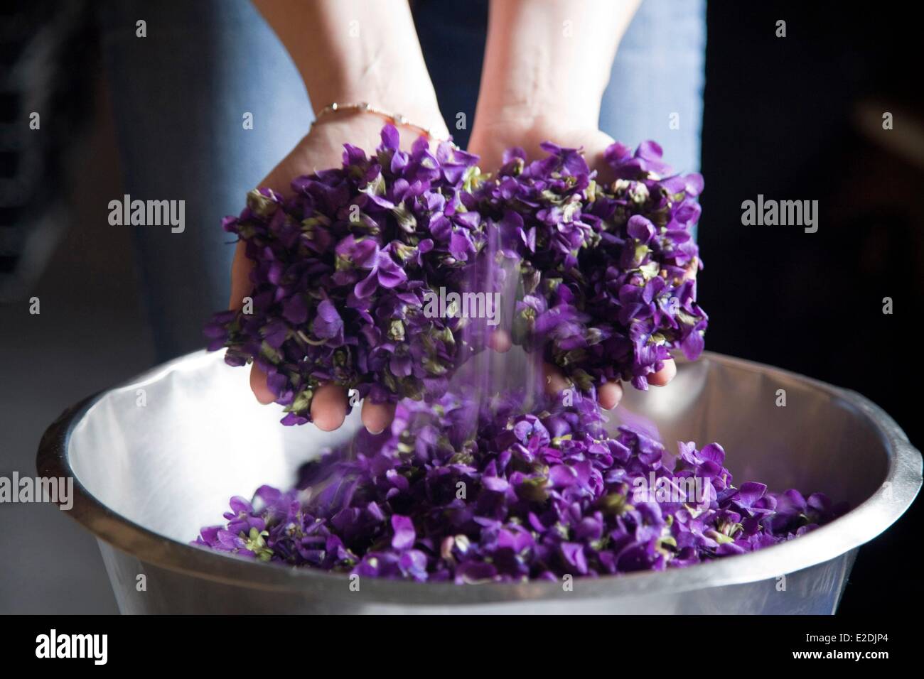 France, Haute Garonne, Toulouse, Violets flowers of Toulouse, Candiflor