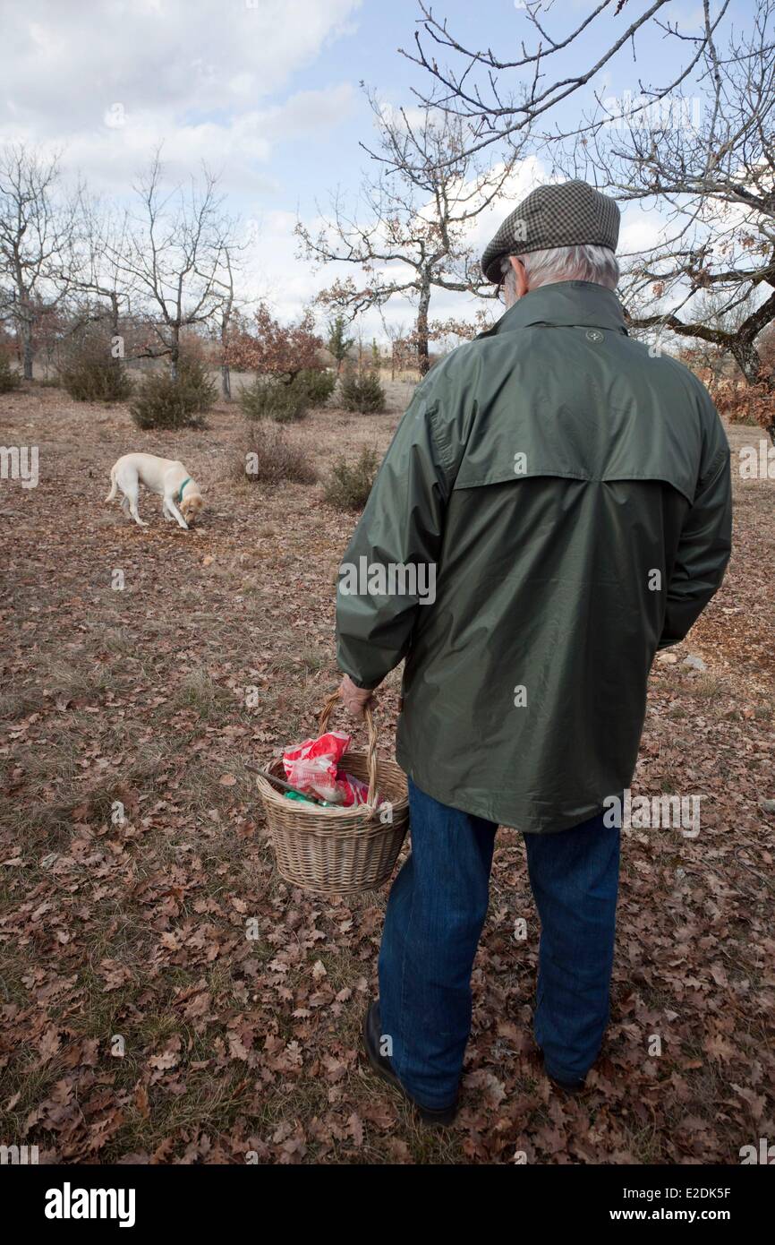 France, Lot, Causse de Limogne, Lalbenque, truffle harvesting, Jean