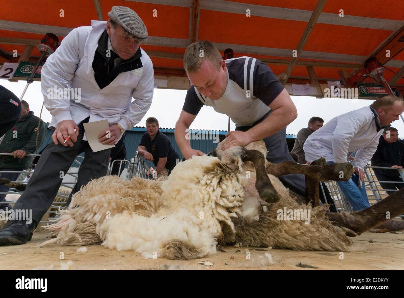 Ireland Galway County Maam Cross Connemara sheep shearing competition Stock Photo Alamy