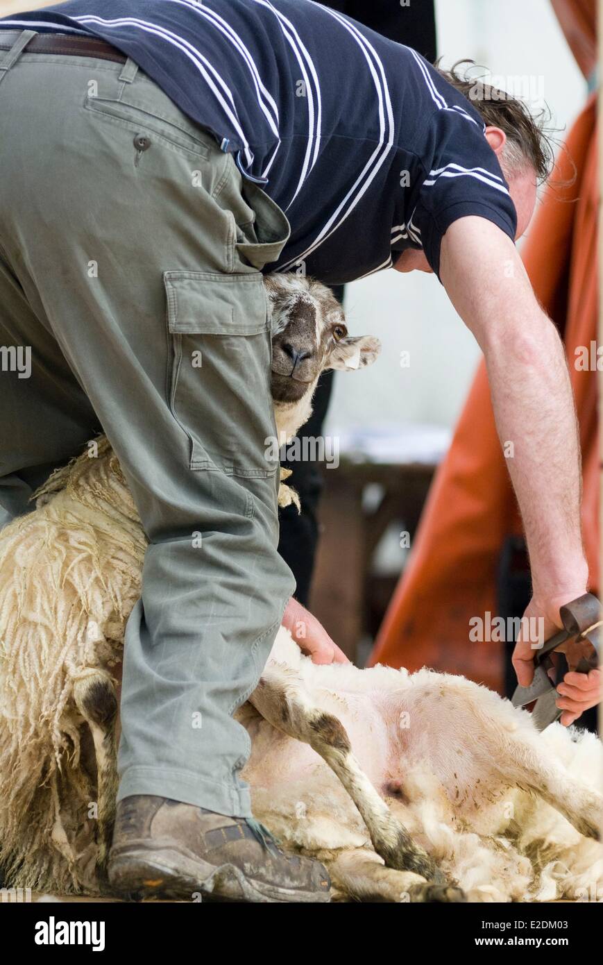 Ireland Galway County Maam Cross Connemara sheep shearing competition Stock Photo