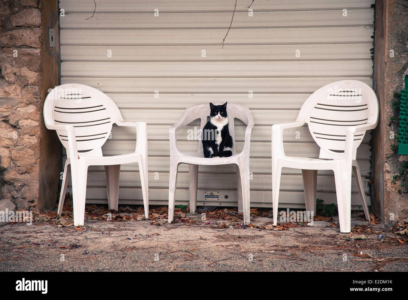Cat sitting on a garden chair hi-res stock photography and images - Alamy