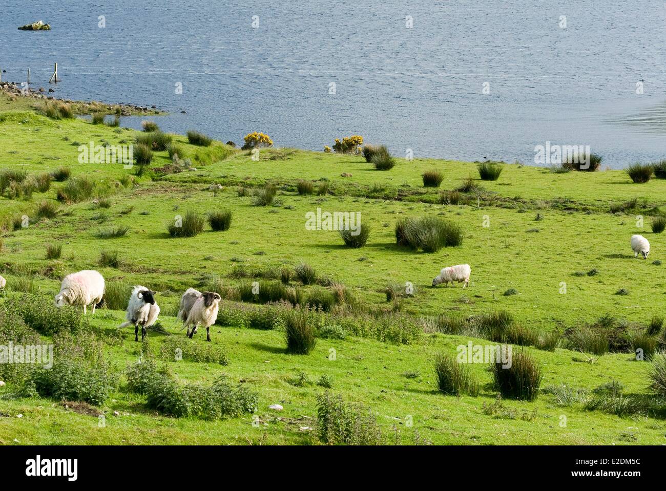 Ireland Galway County Connemara Ballynahinch Lake Stock Photo - Alamy