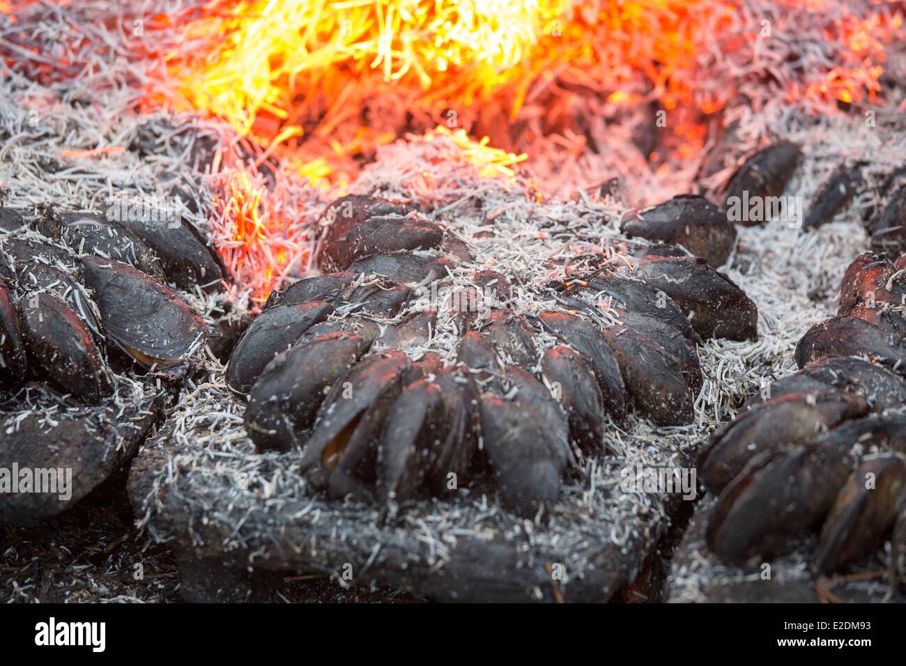 Pine needle alignment hires stock photography and images Alamy