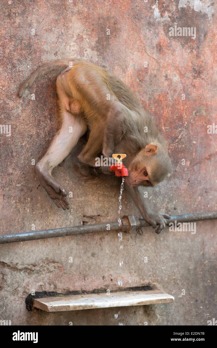 India Rajasthan state Jaipur monkeys in the area of ??Galta Stock Photo