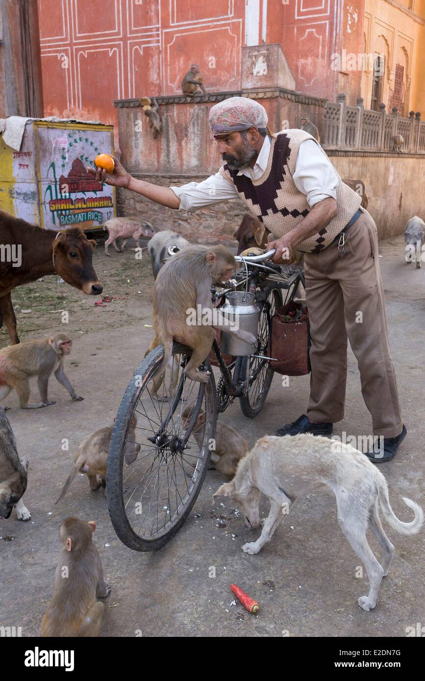 India Rajasthan state Jaipur for 30 years the Indian daily feeds monkeys in the neighborhood of Galta Stock Photo