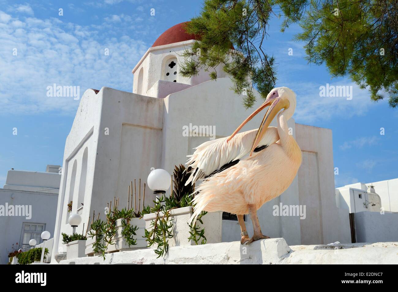 Greece Cyclades islands Mykonos island Chora (Mykonos town) the pelican became the mascot of the city Stock Photo
