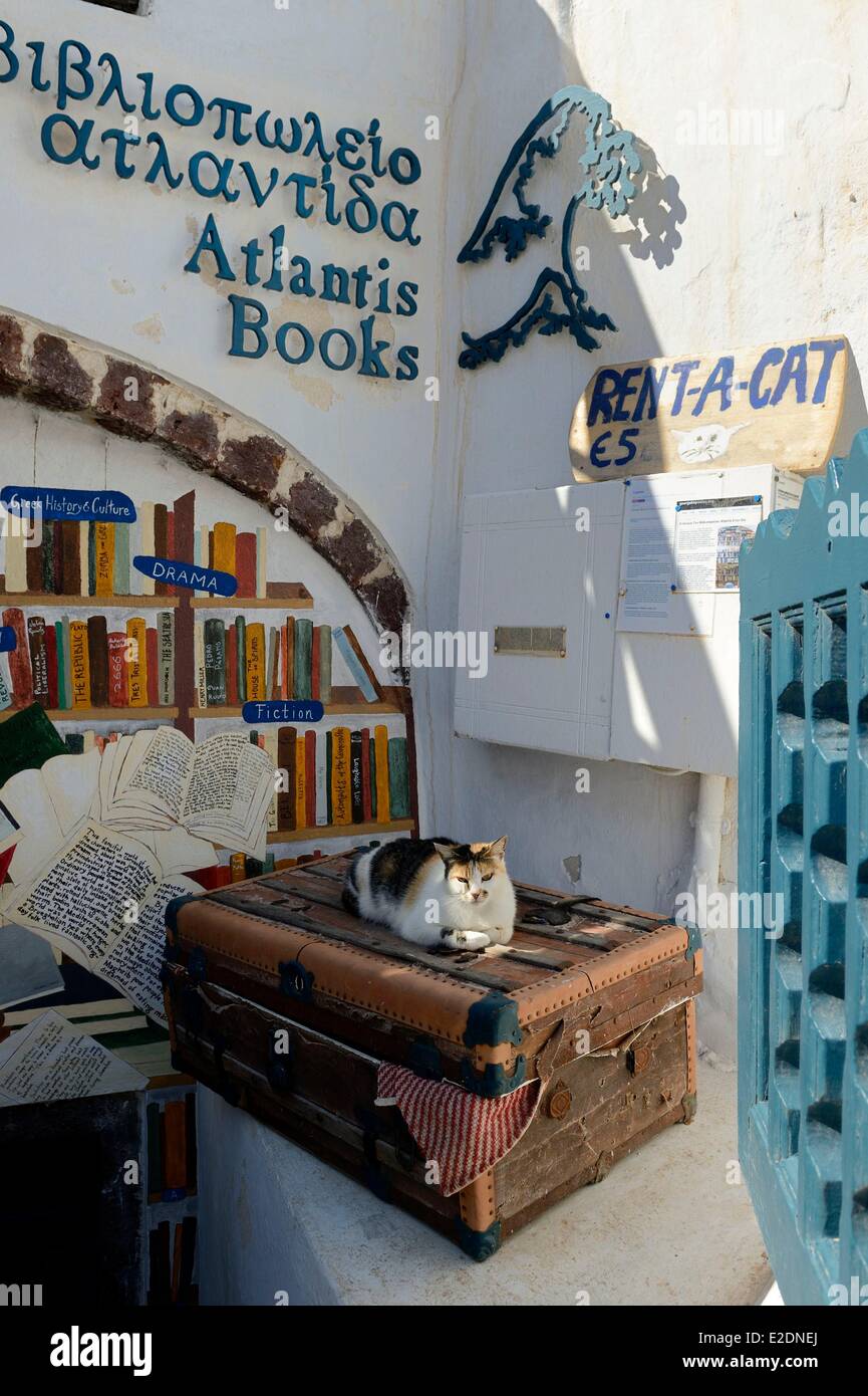 Greece Cyclades Aegean Sea Santorini (Thira or Thera) village of Oia the bookseller cat Stock Photo