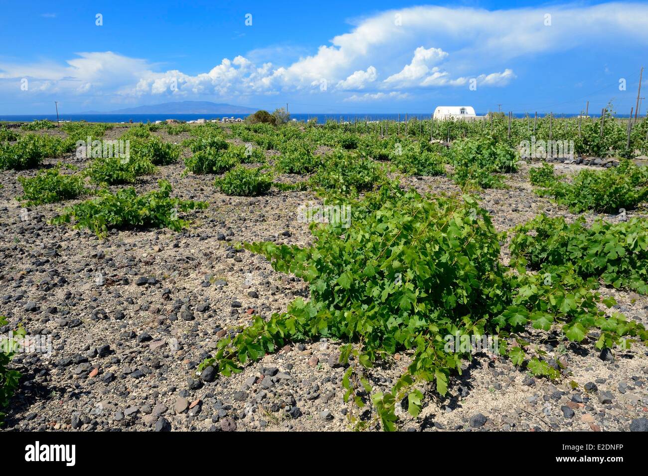 Greece Cyclades Aegean Sea Santorini (Thira or Thera) plain of Oia Domaine Sigalas winery Assyrtiko indigenous wine grape Stock Photo