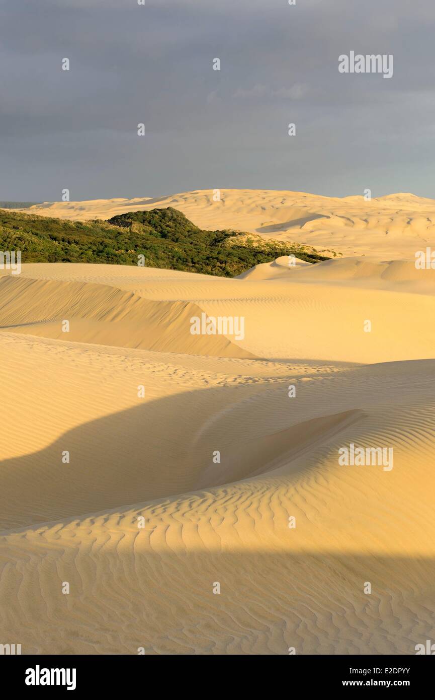 New Zealand North Island the peninsula Aupori in the ??Northland region the sand dunes of Ninety Mile Beach on the west coast Stock Photo