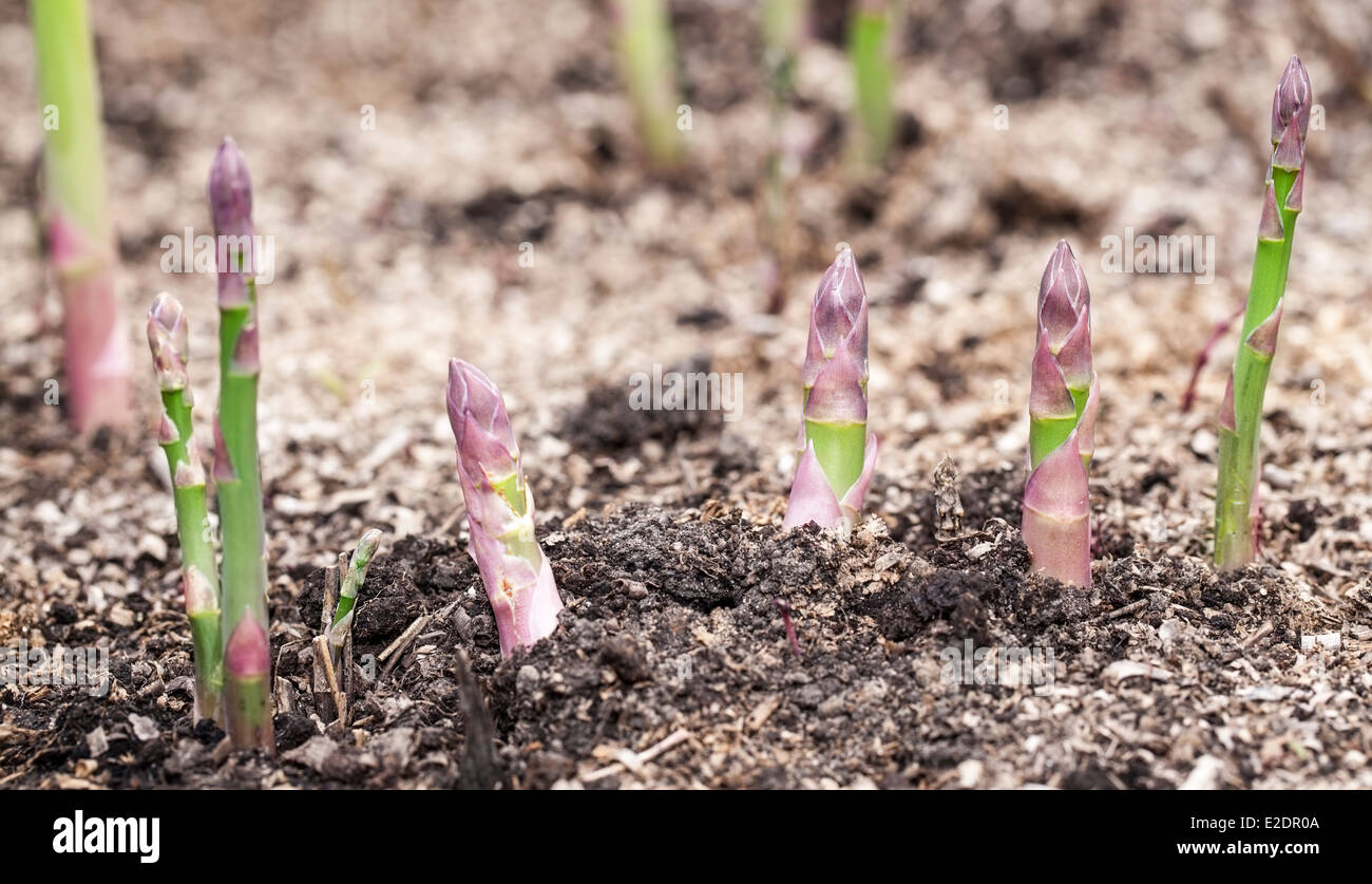 Growing process of asparagus shoots Stock Photo Alamy