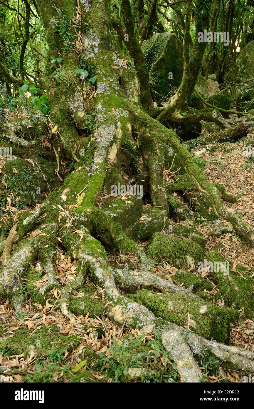 North island piopio hires stock photography and images Alamy