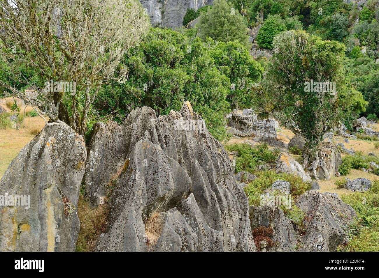 Piopio new zealand hires stock photography and images Alamy