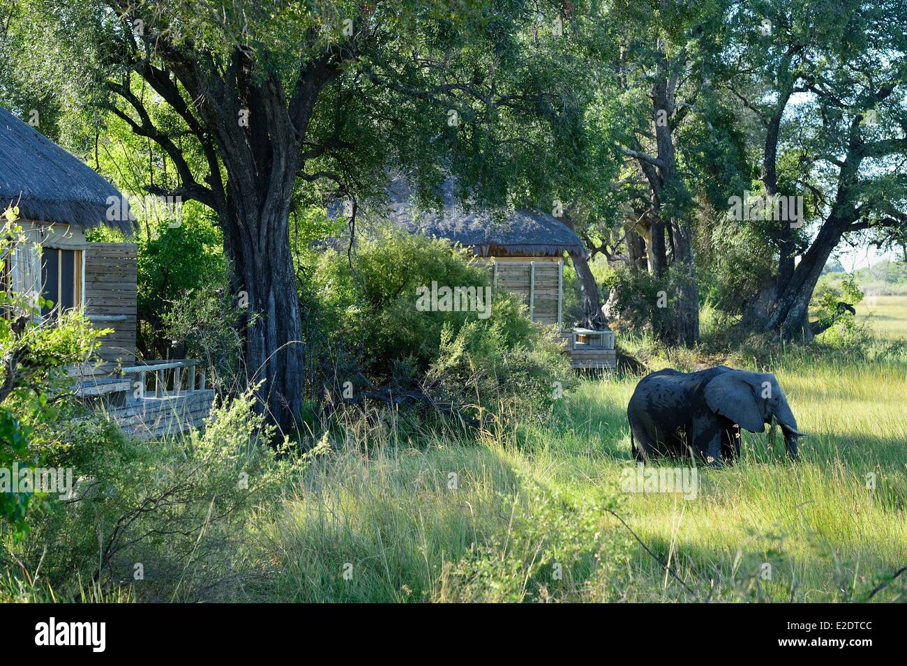 Botswana Northwest District Okavango Delta the Vumbura Plains is a luxury camp situated on a private concession on the north Stock Photo