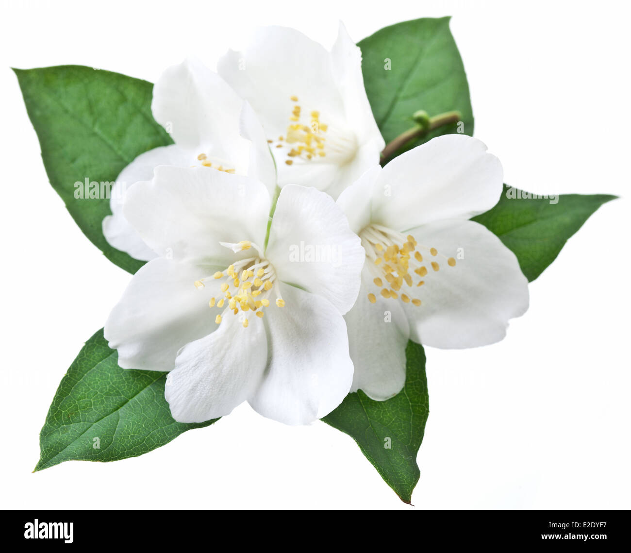 Blooming jasmine flower with leaves isolated on a white background. Stock Photo