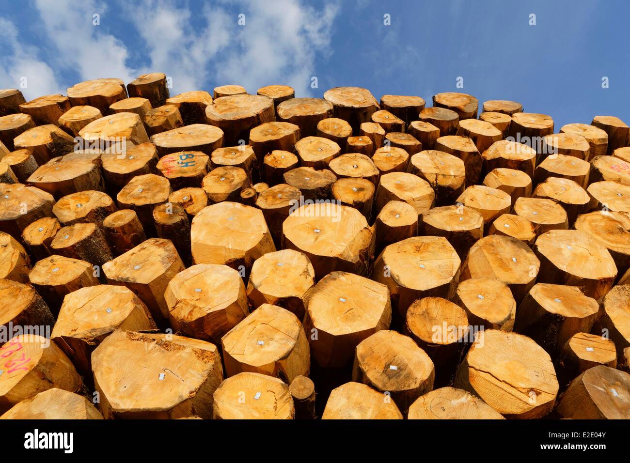 France Haute Loire pin logs lumber factory sawmill Stock Photo Alamy
