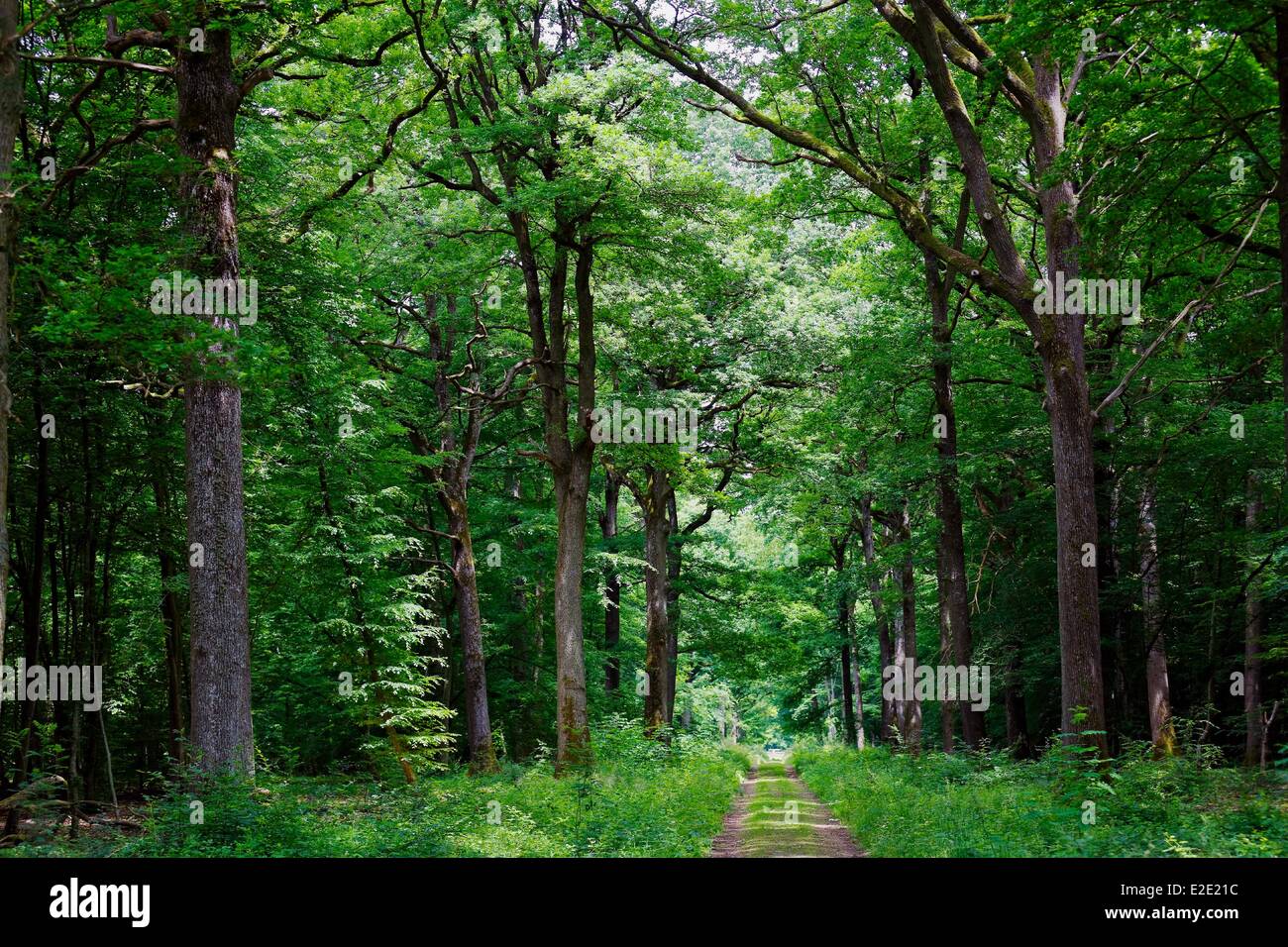 France Yvelines (78) Rambouillet le Parc d'en Haut Stock Photo  Alamy