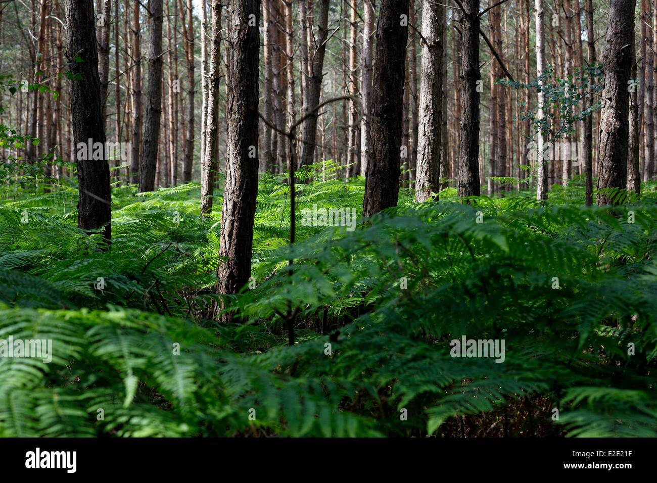 France Yvelines (78) Rambouillet Les Buttes Rouges Stock Photo