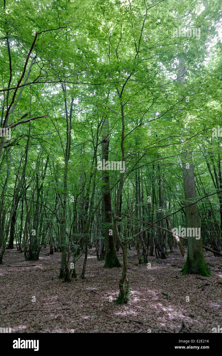 France Yvelines (78) Rambouillet forest Serqueuse crossroads of the Rotunda Stock Photo