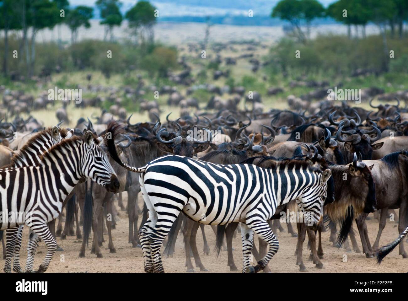 Kenya Masai Mara National Reserve herd of wildebeest (Connochaetes ...